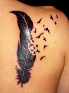 feather and birds